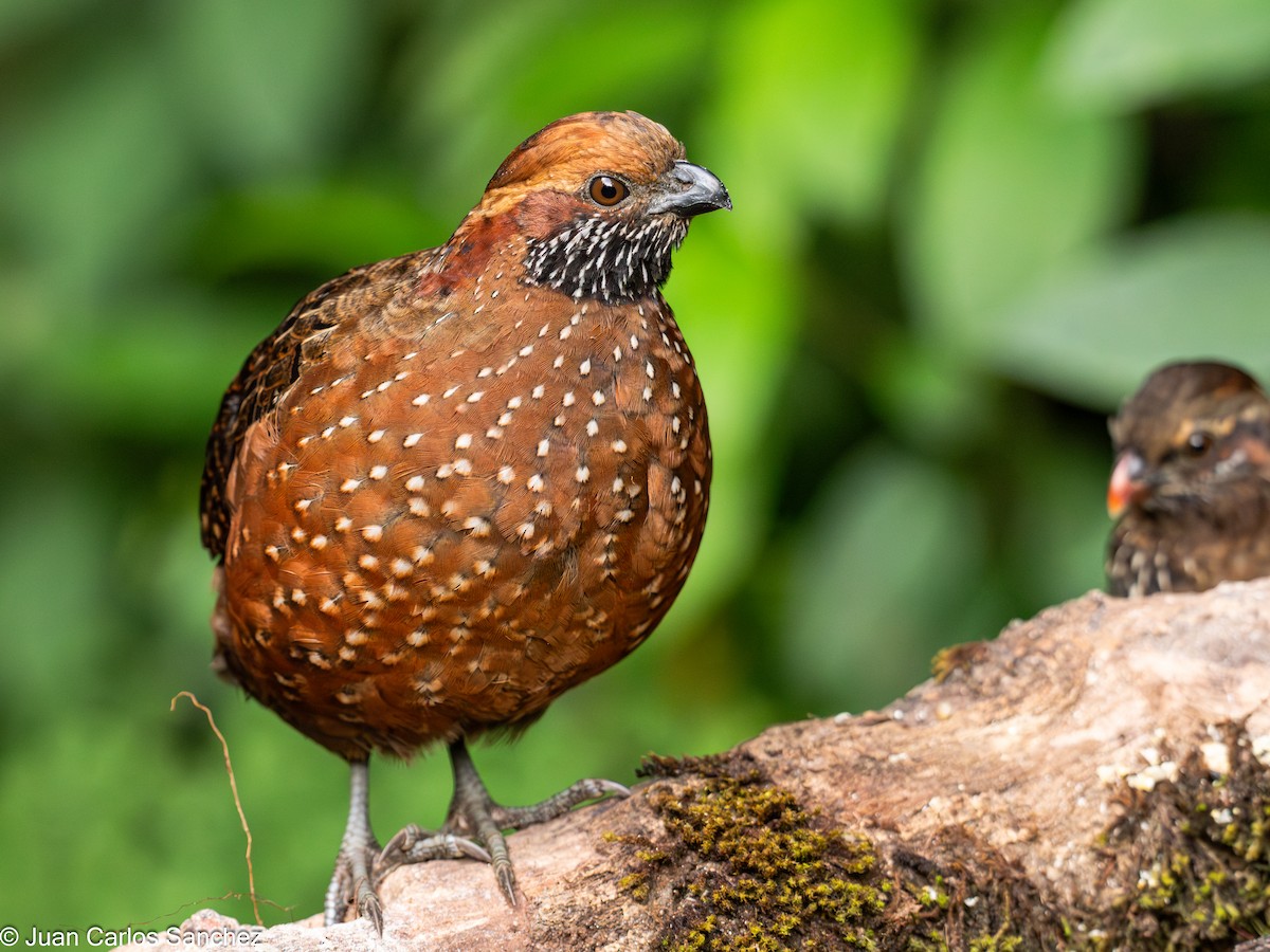 Spotted Wood-Quail - ML627981724