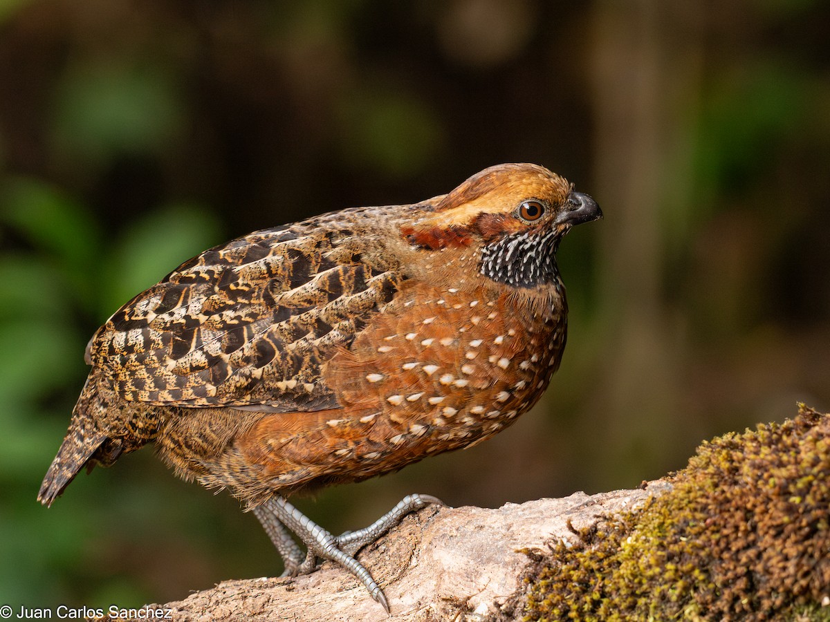 Spotted Wood-Quail - ML627981725