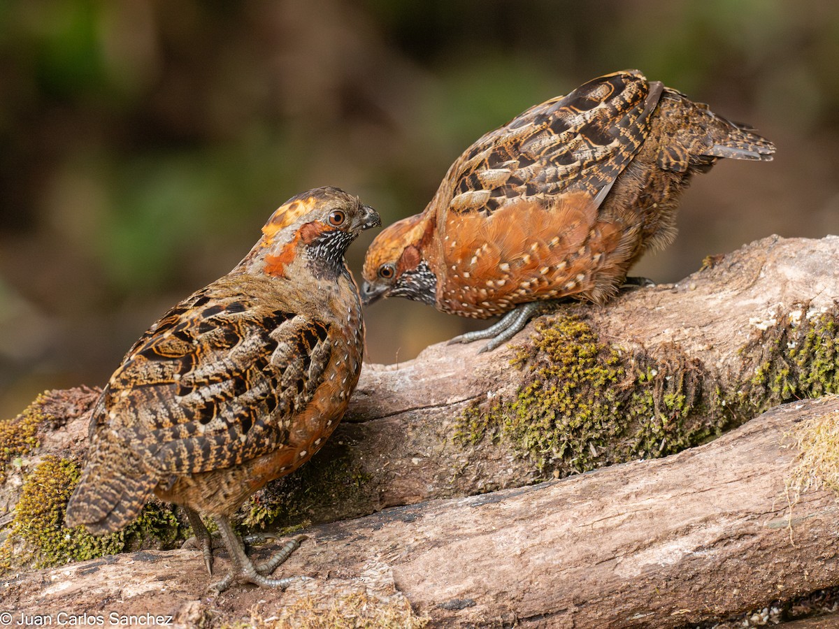 Spotted Wood-Quail - ML627981726