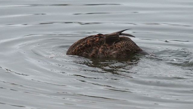 Eider à tête grise - ML627981727