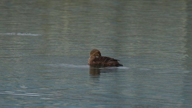 Eider à tête grise - ML627981728