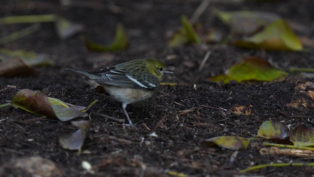 Bay-breasted Warbler - ML627981729