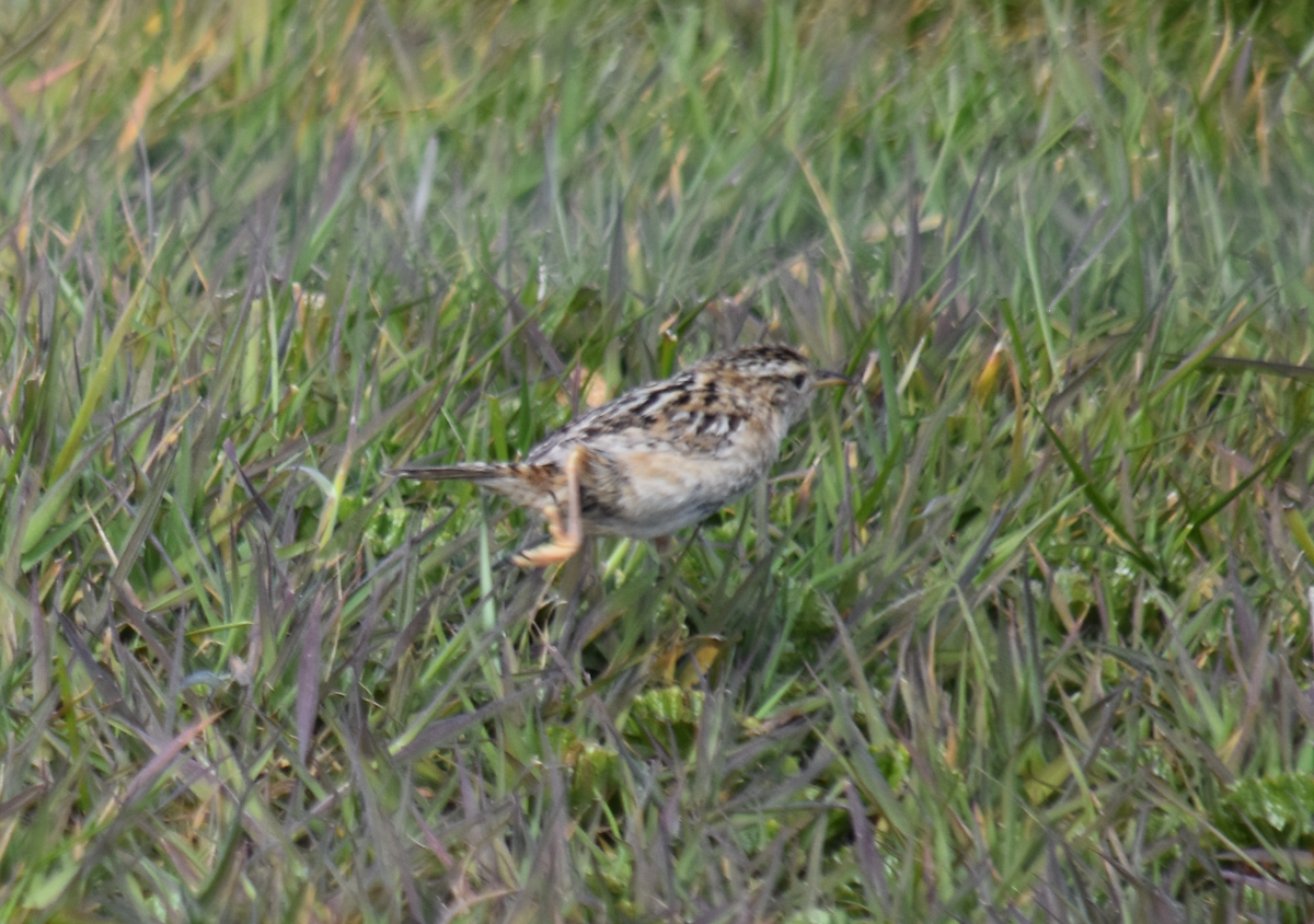 Grass Wren (Austral) - ML627981733