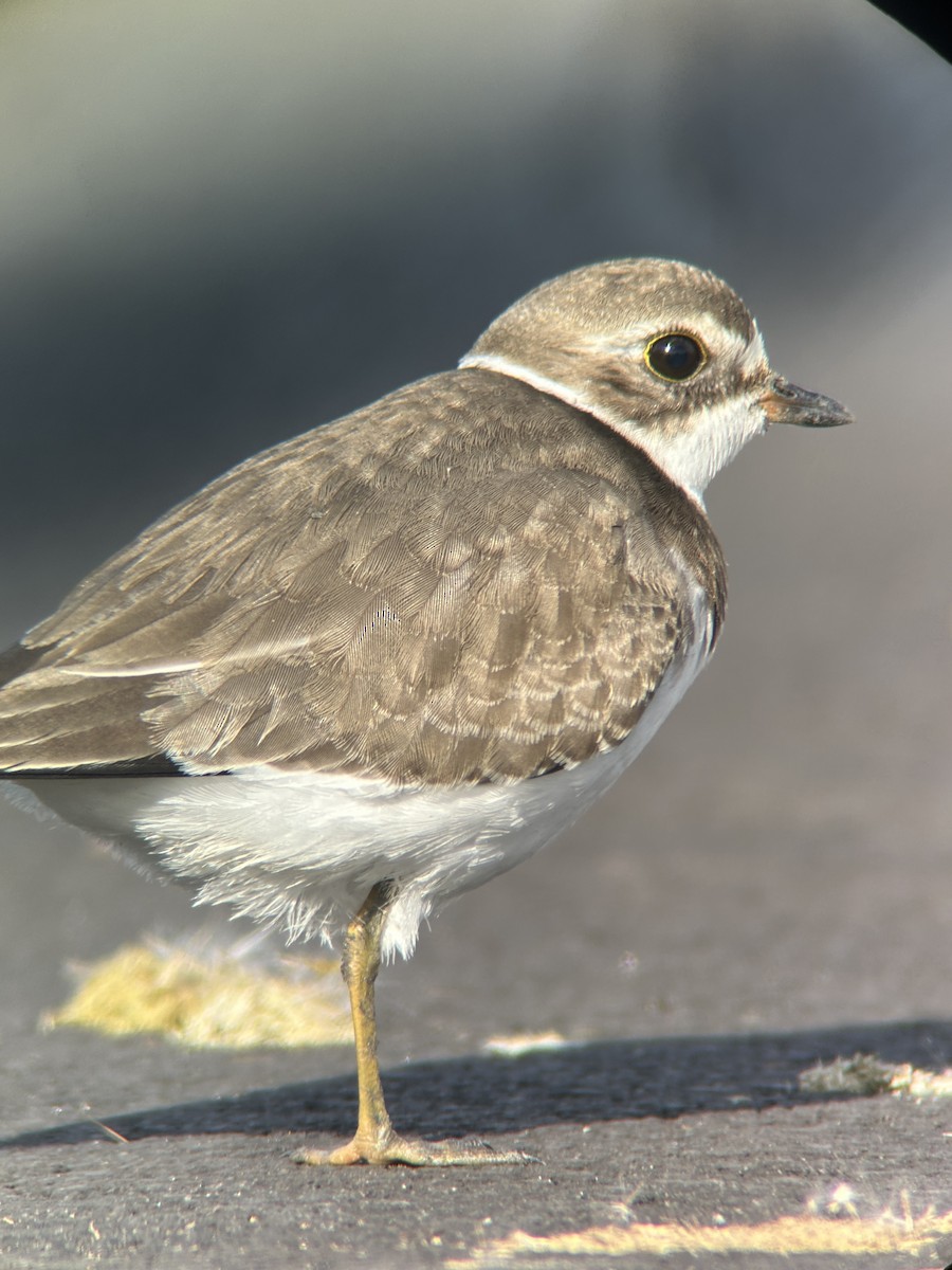 Semipalmated Plover - ML627981799