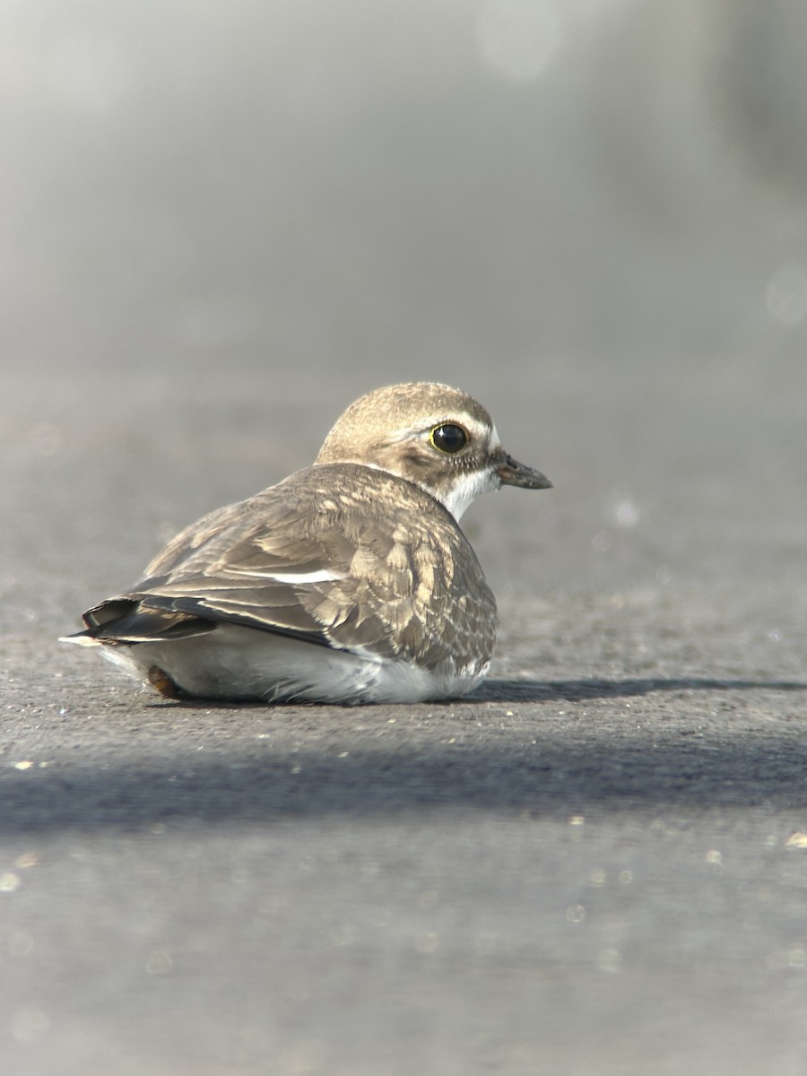 Semipalmated Plover - ML627981809