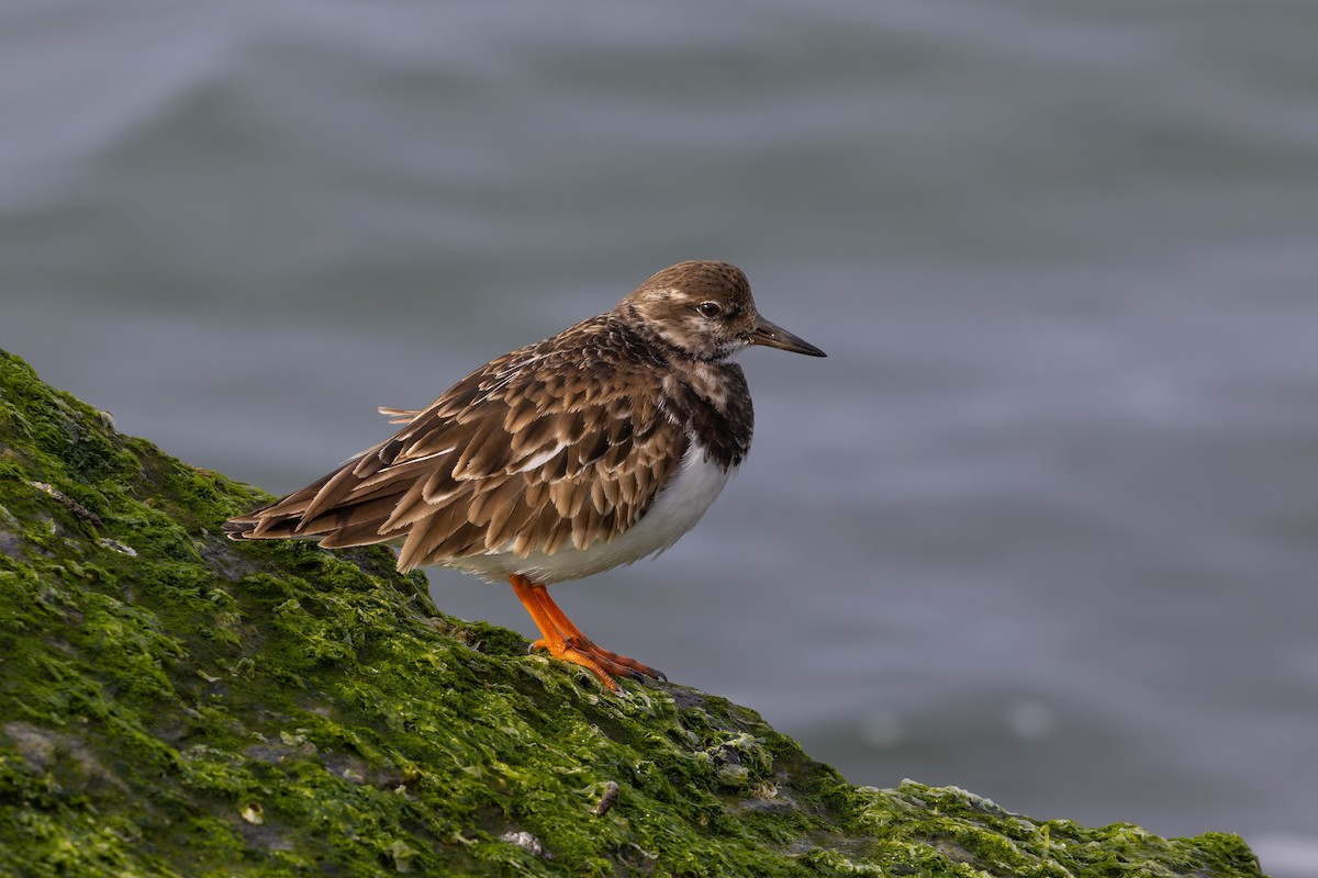 Ruddy Turnstone - ML627981877