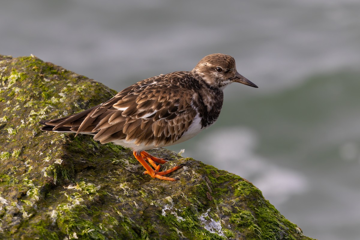 Ruddy Turnstone - ML627981878