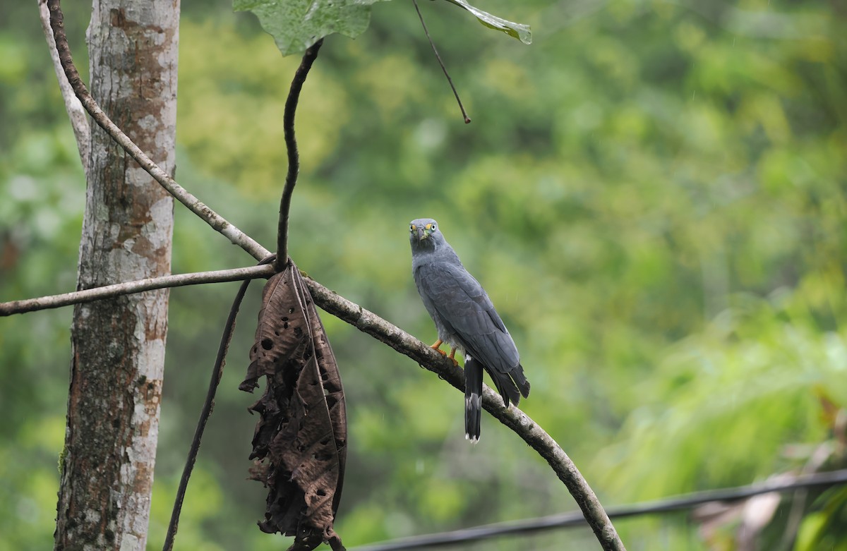 Hook-billed Kite - ML627981943