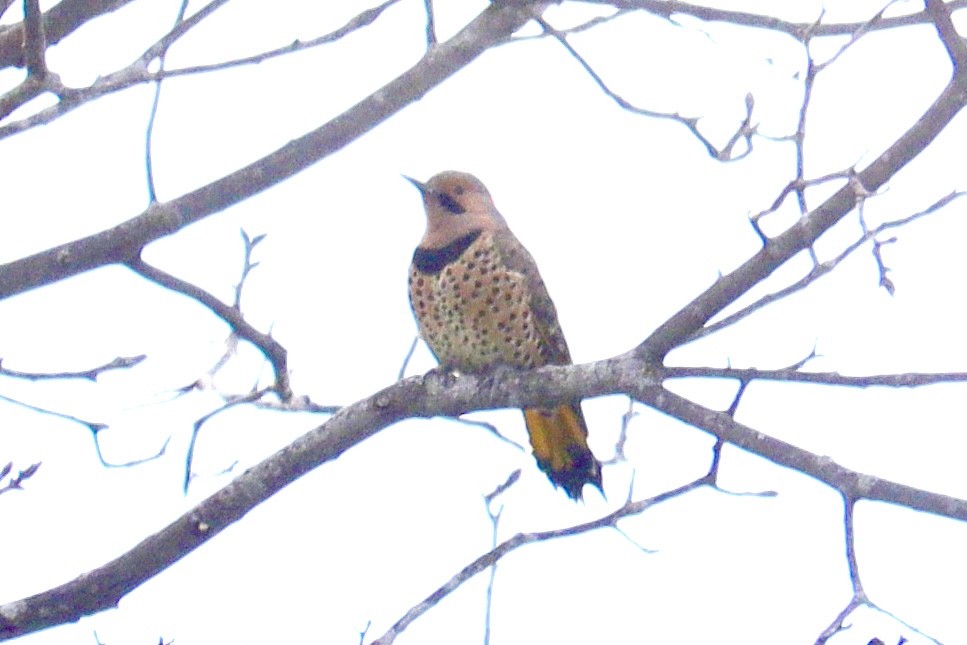 Northern Flicker (Yellow-shafted) - ML627981967
