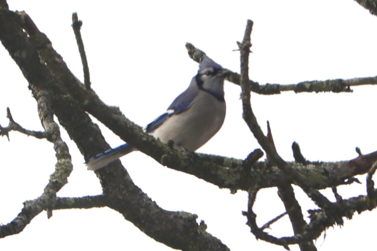 Blue Jay - ML627981969
