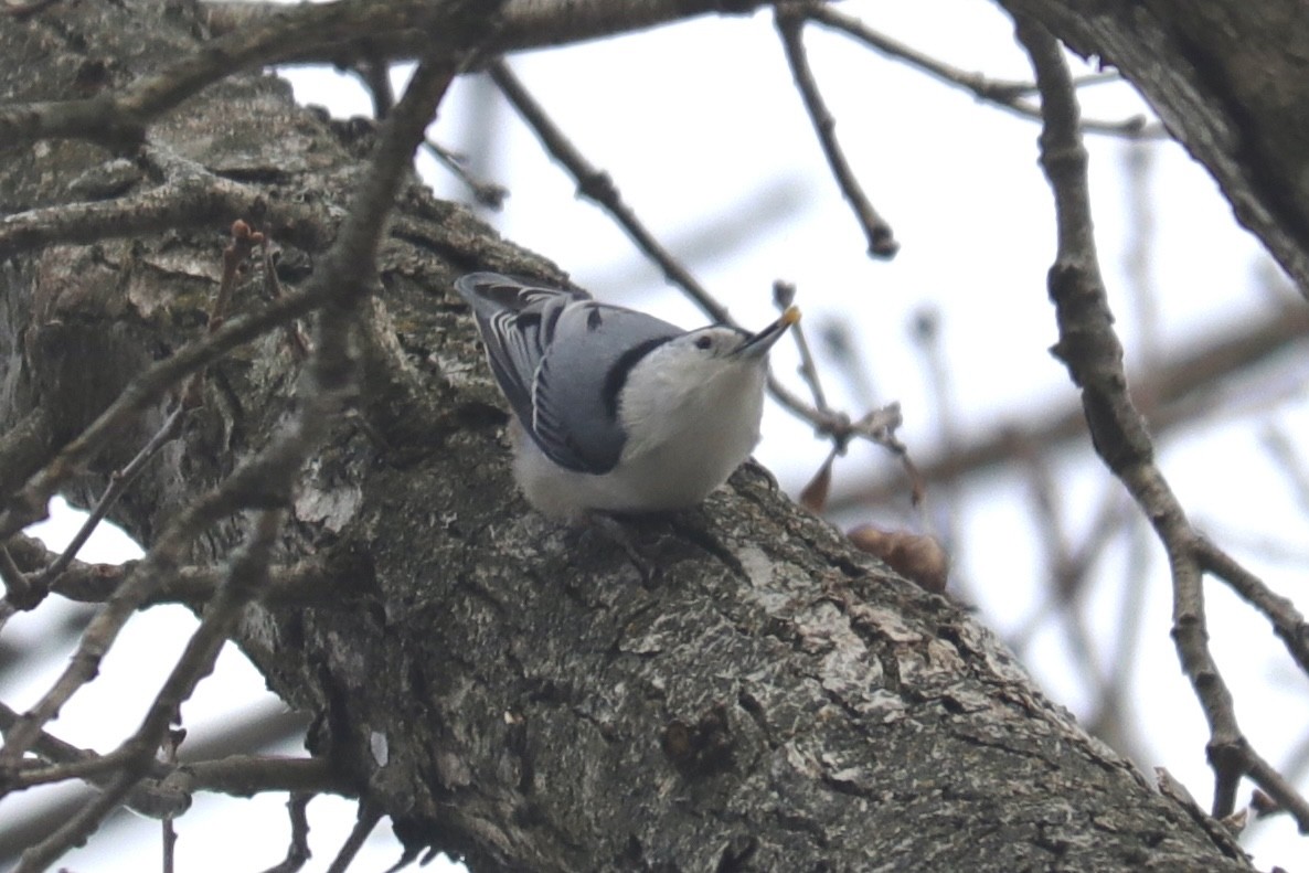 White-breasted Nuthatch (Eastern) - ML627981978