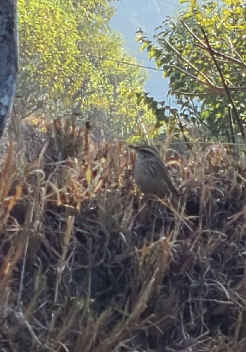 Upland Pipit - ML627981989