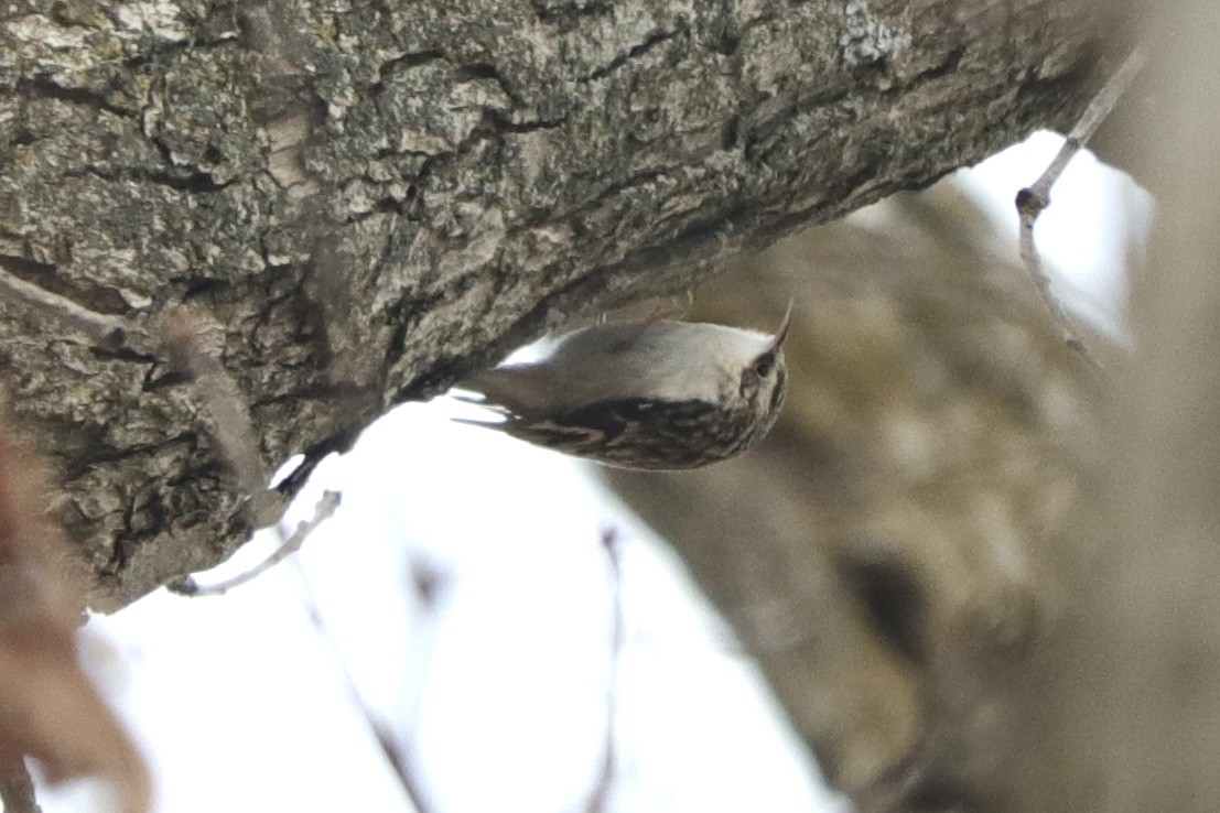 Brown Creeper - ML627981990