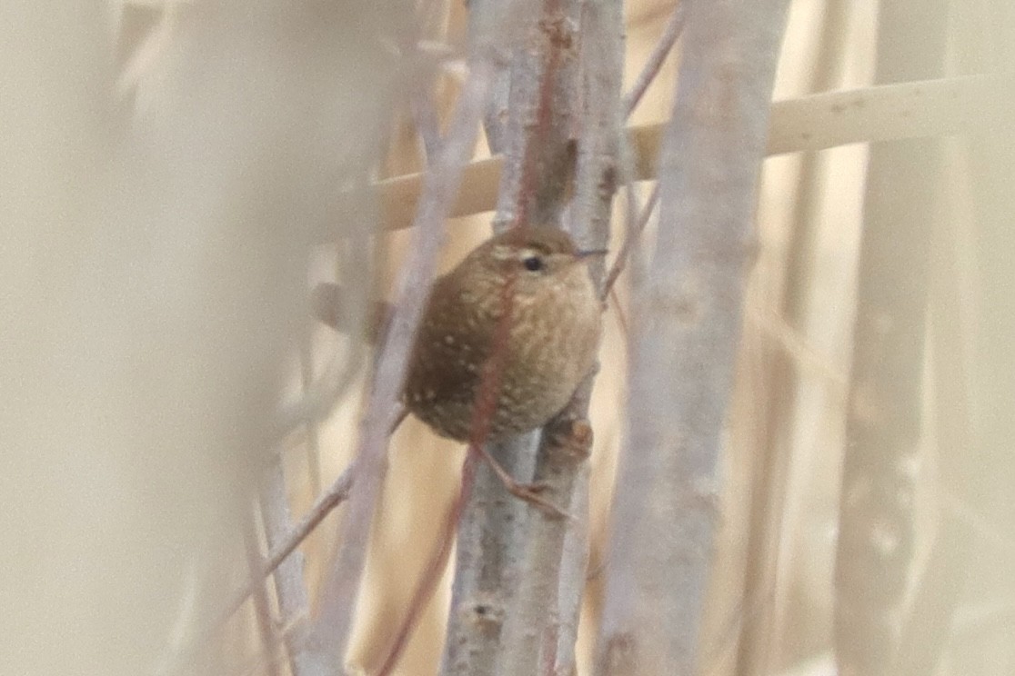 Winter Wren - ML627981998