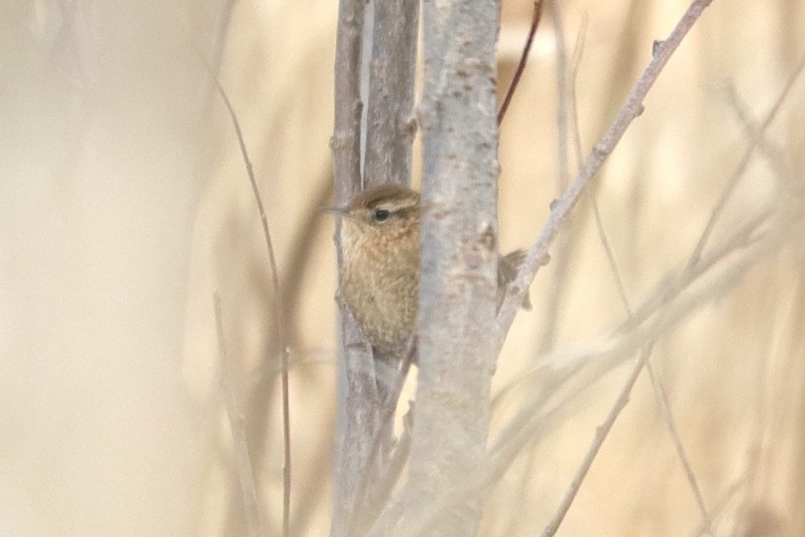 Winter Wren - ML627981999