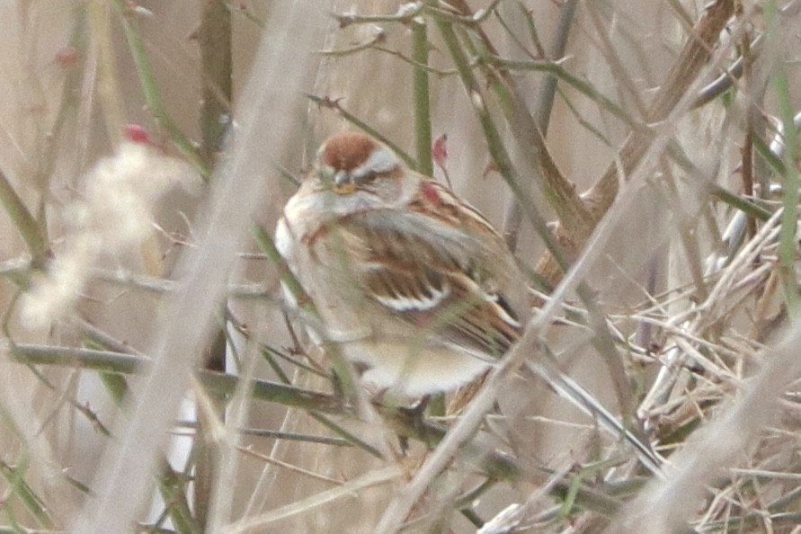American Tree Sparrow - ML627982002