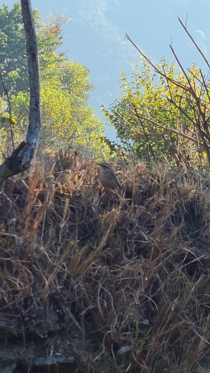 Upland Pipit - ML627982003