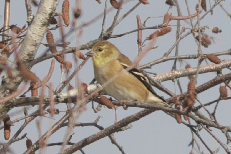 American Goldfinch - ML627982015