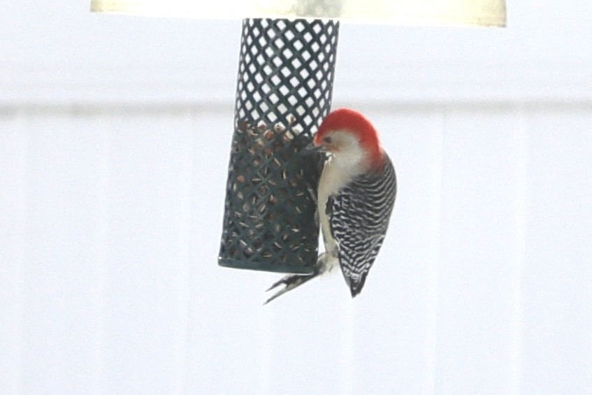 Red-bellied Woodpecker - ML627982017