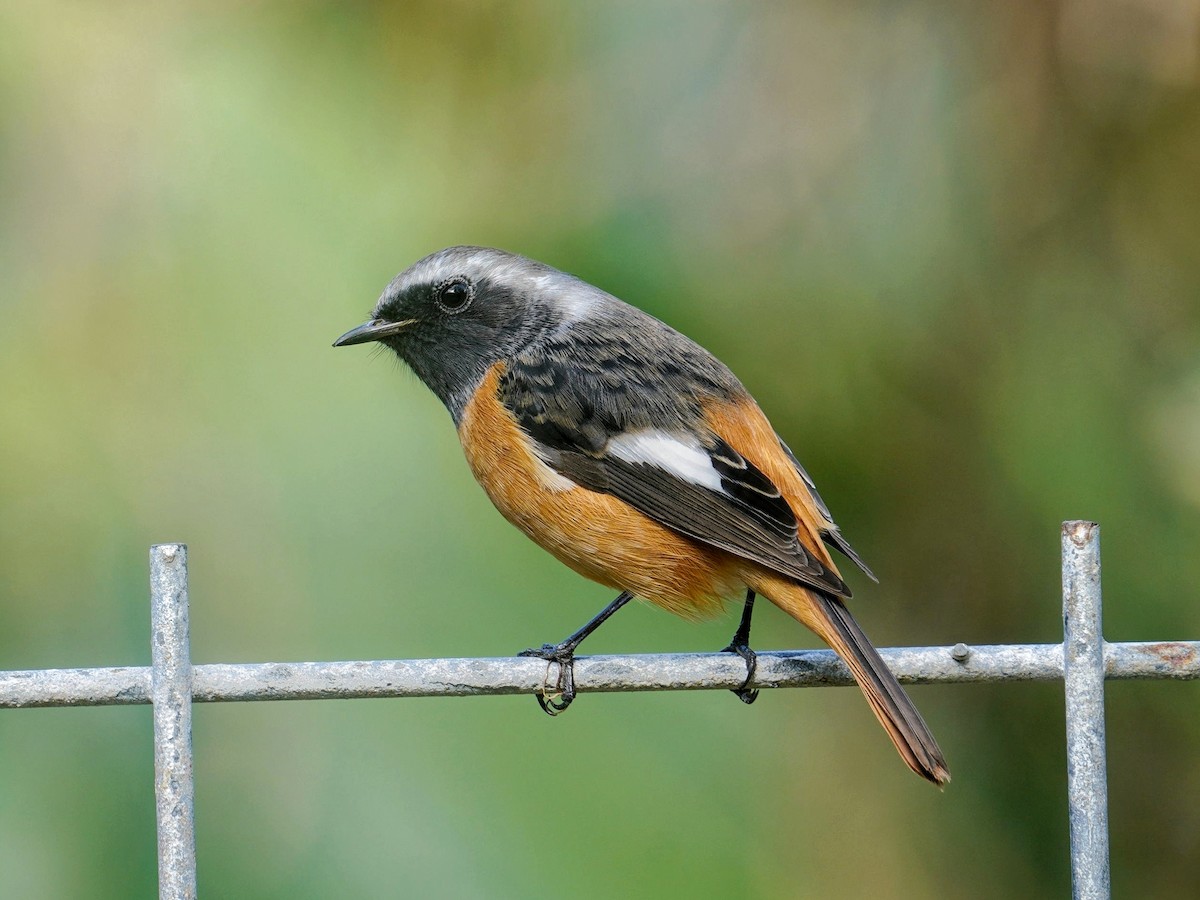 Daurian Redstart - ML627982018