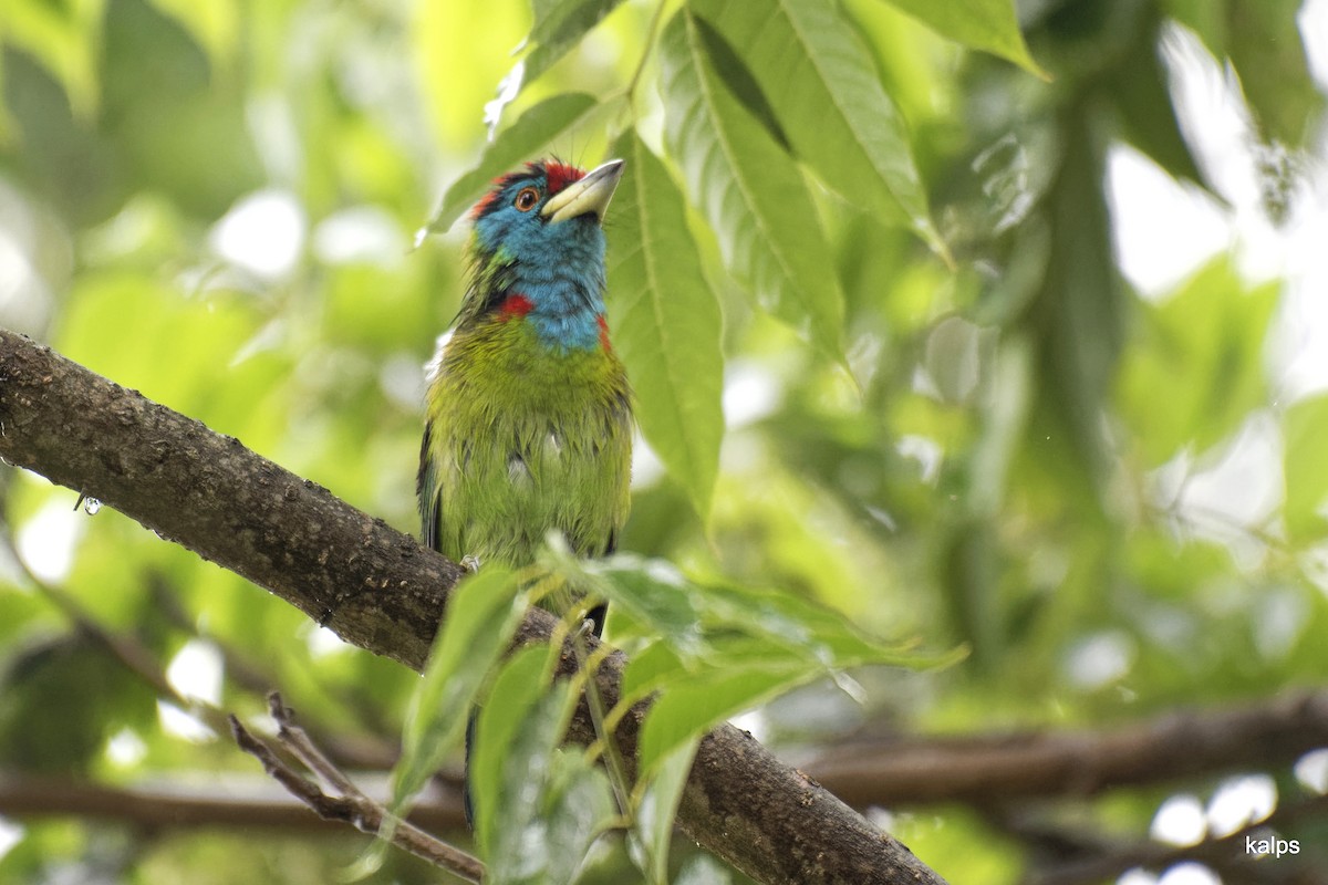 Blue-throated Barbet - ML627982059