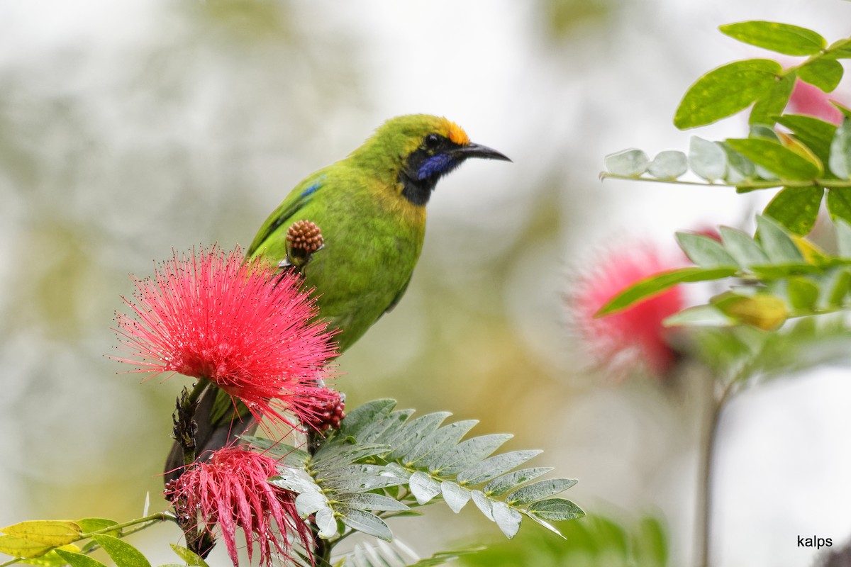 Golden-fronted Leafbird - ML627982077