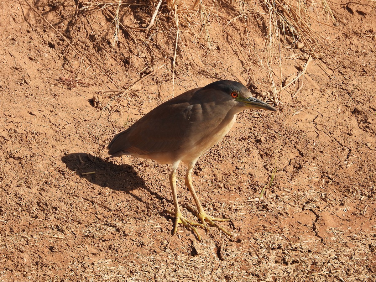 Black-crowned Night Heron - ML627982089