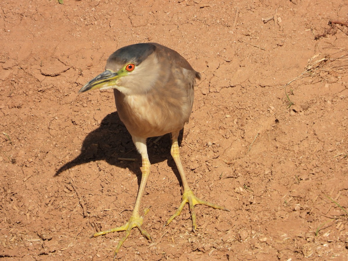 Black-crowned Night Heron - ML627982090