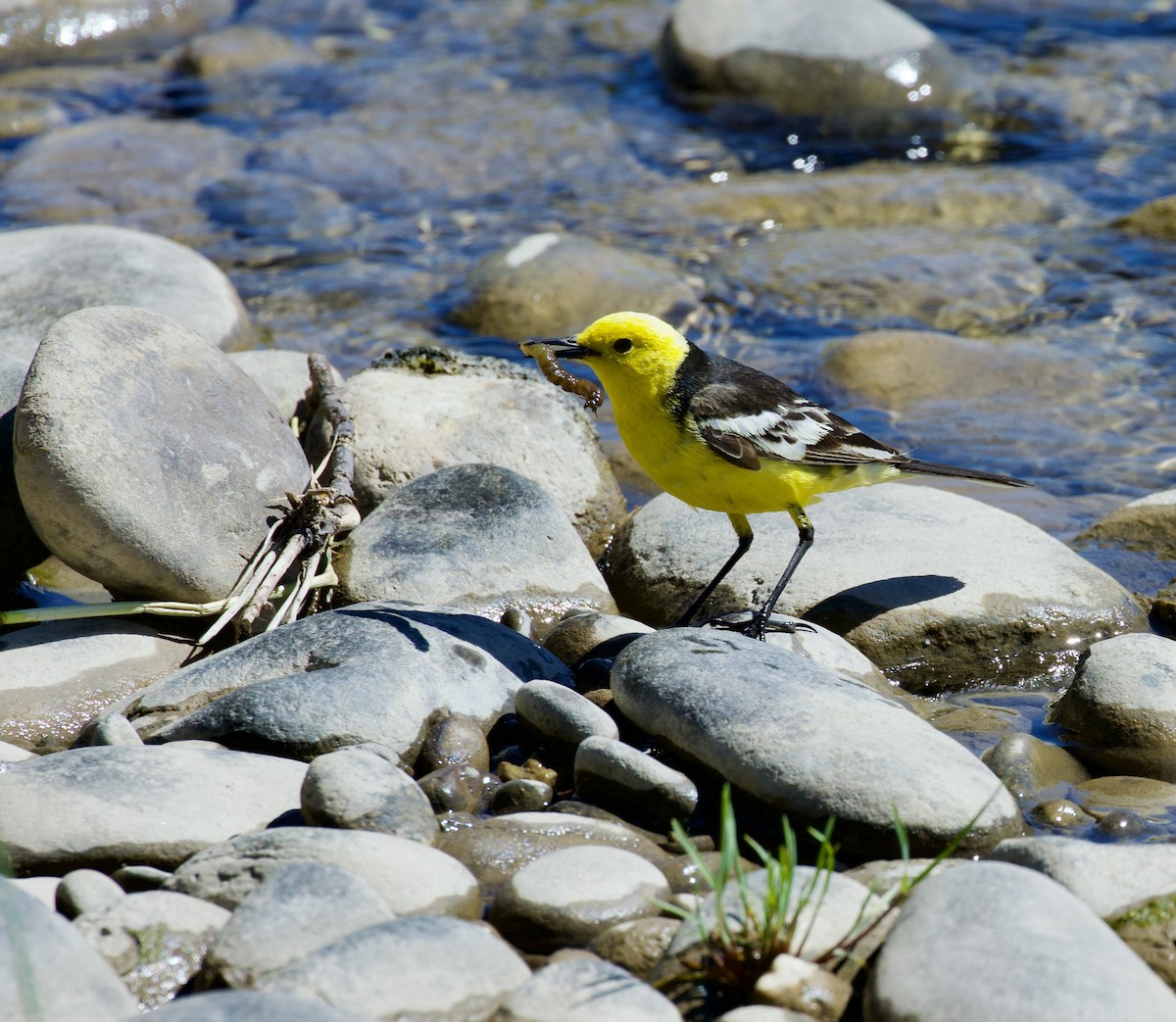 Citrine Wagtail - ML627982094