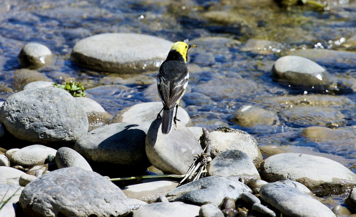 Citrine Wagtail - ML627982096