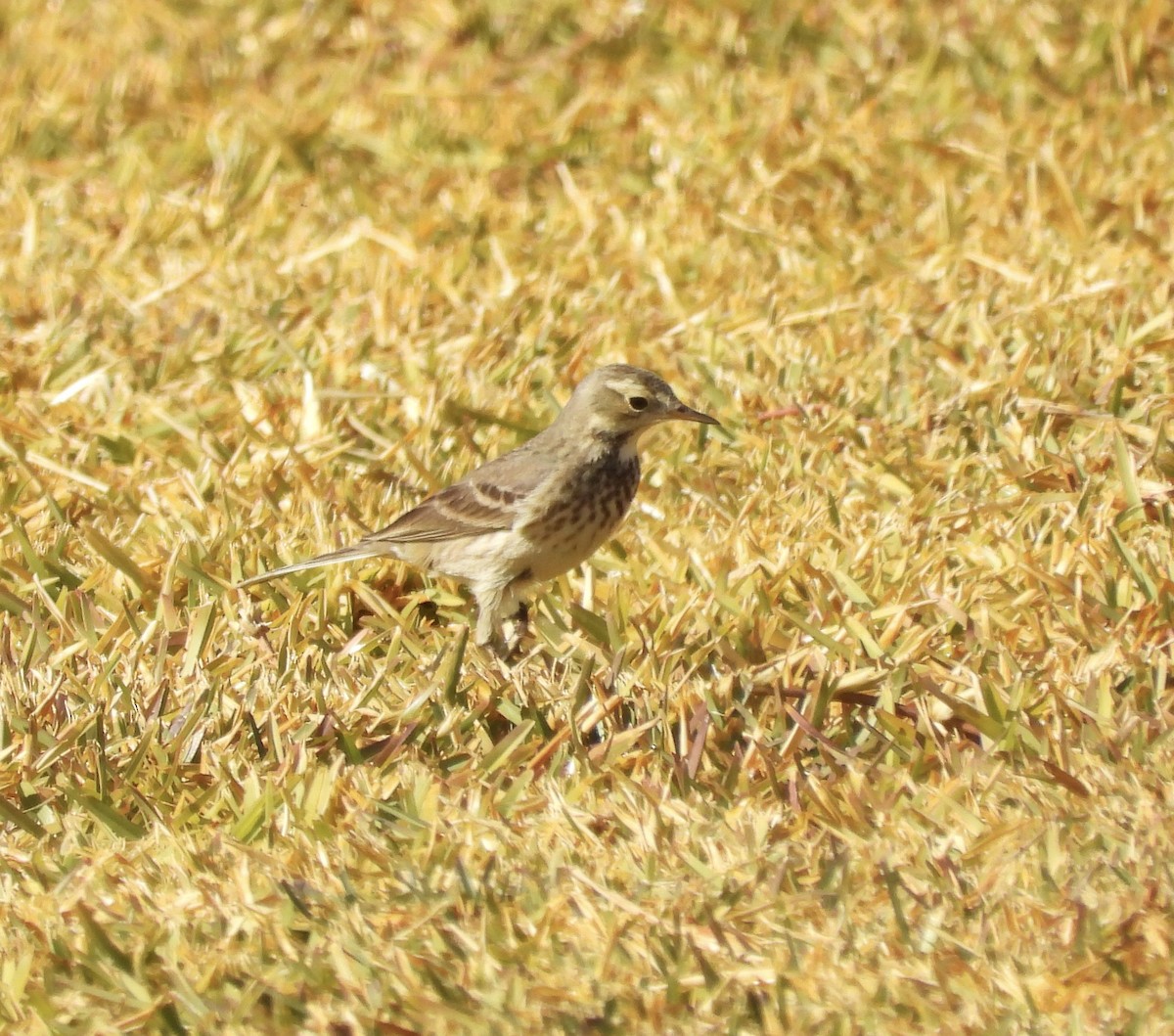 American Pipit - ML627982098