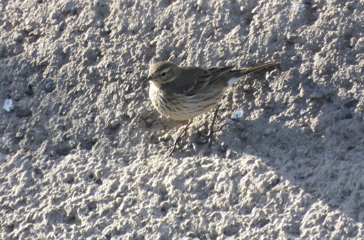 American Pipit - ML627982099