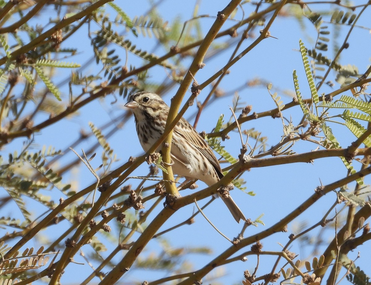 Savannah Sparrow - ML627982124