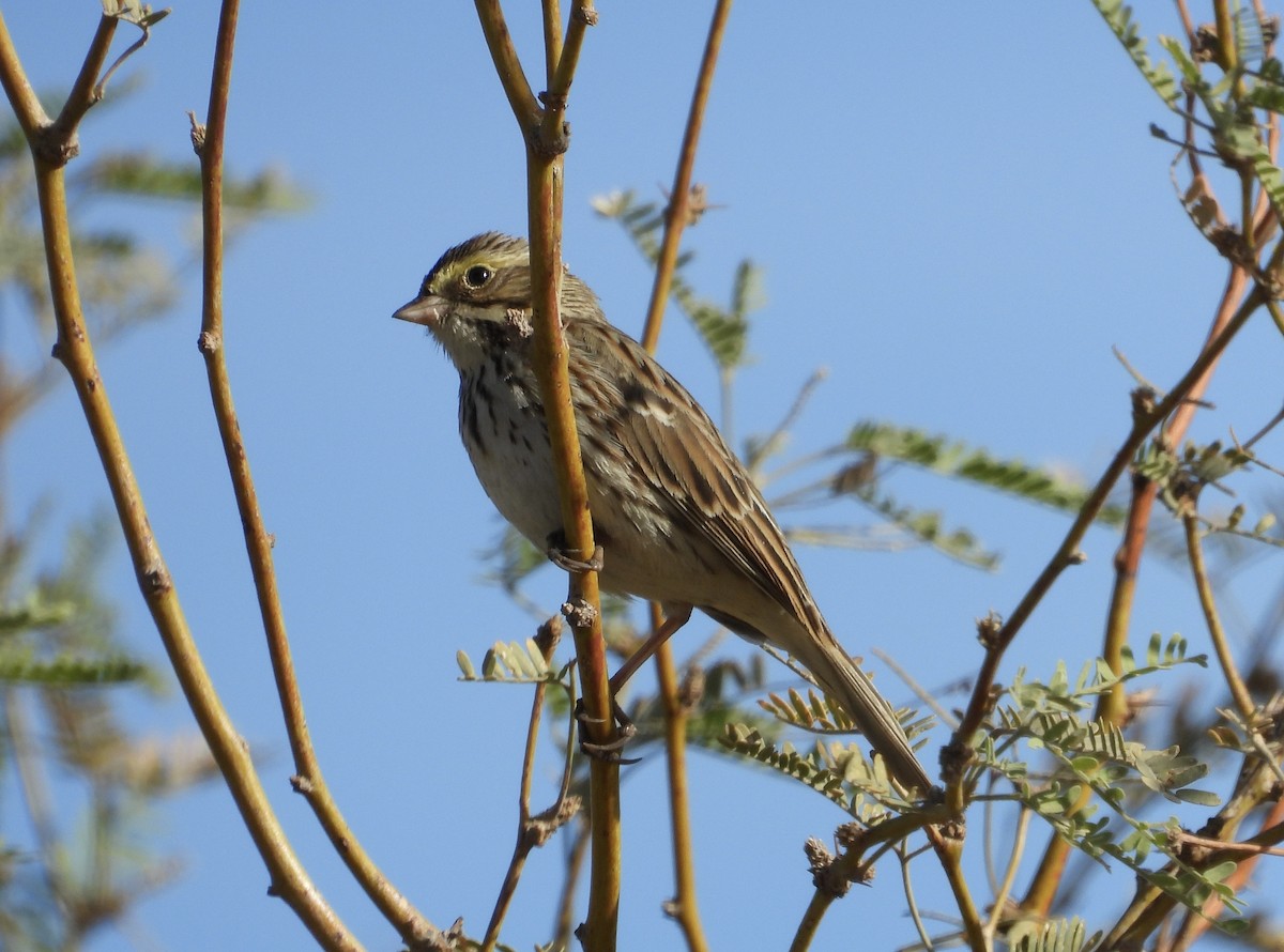 Savannah Sparrow - ML627982125