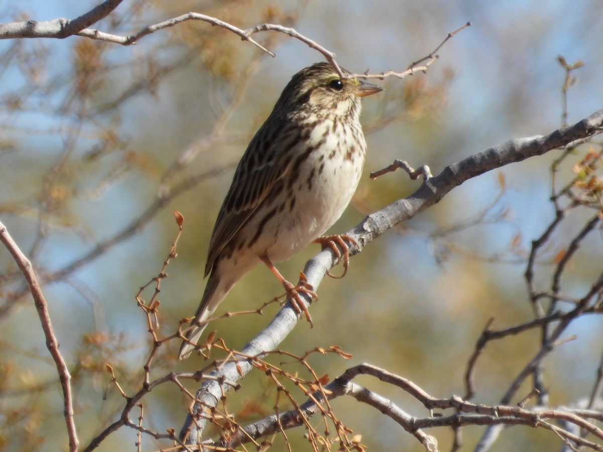 Savannah Sparrow - ML627982126