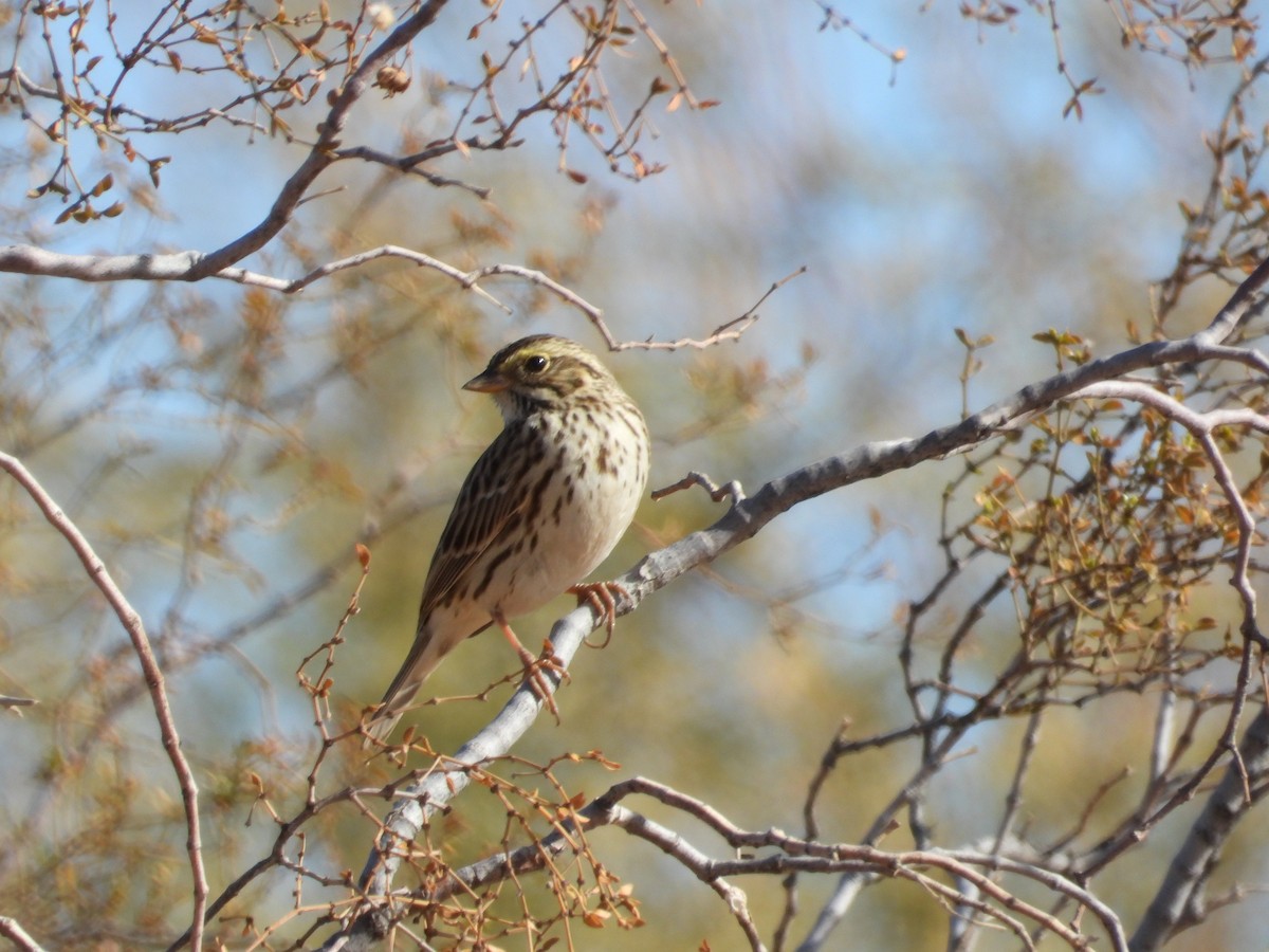 Savannah Sparrow - ML627982127