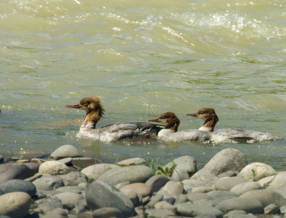 Common Merganser - ML627982134