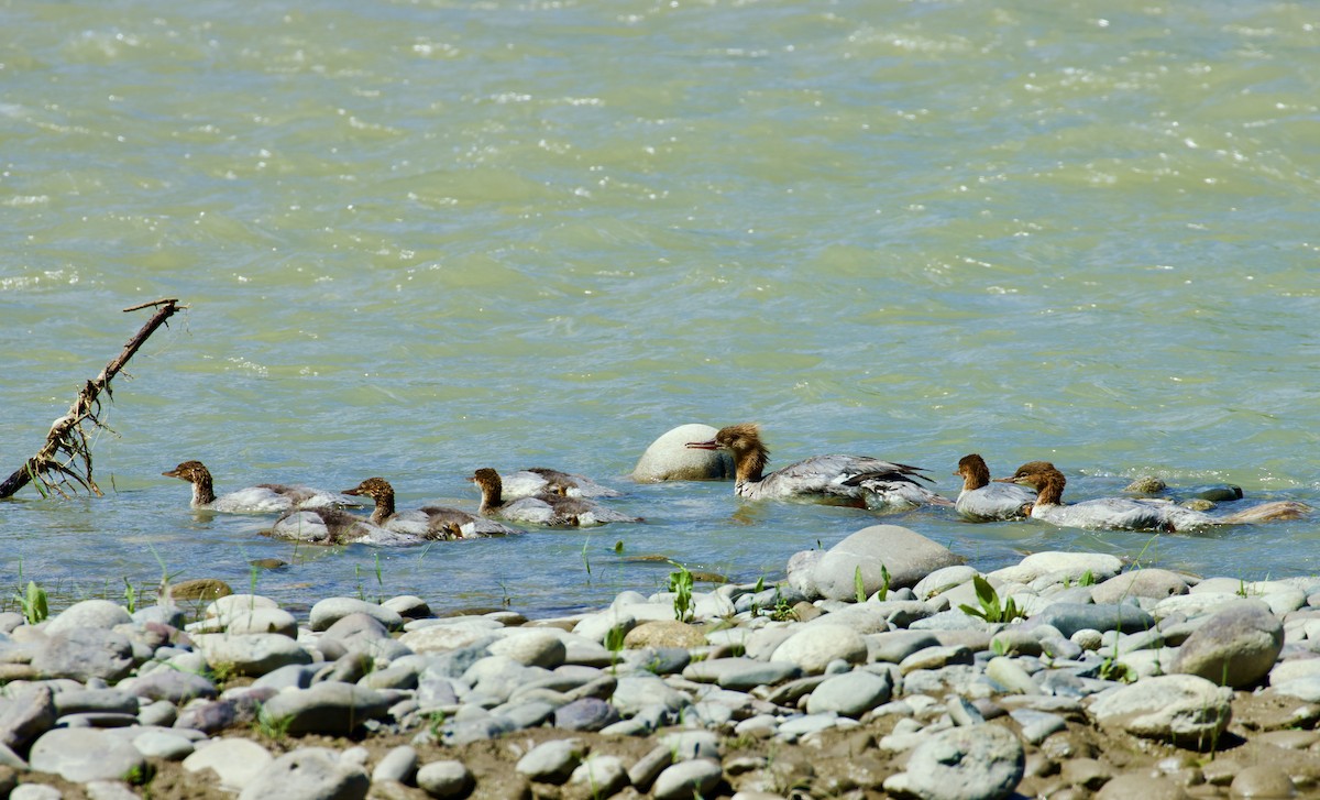 Common Merganser - ML627982135