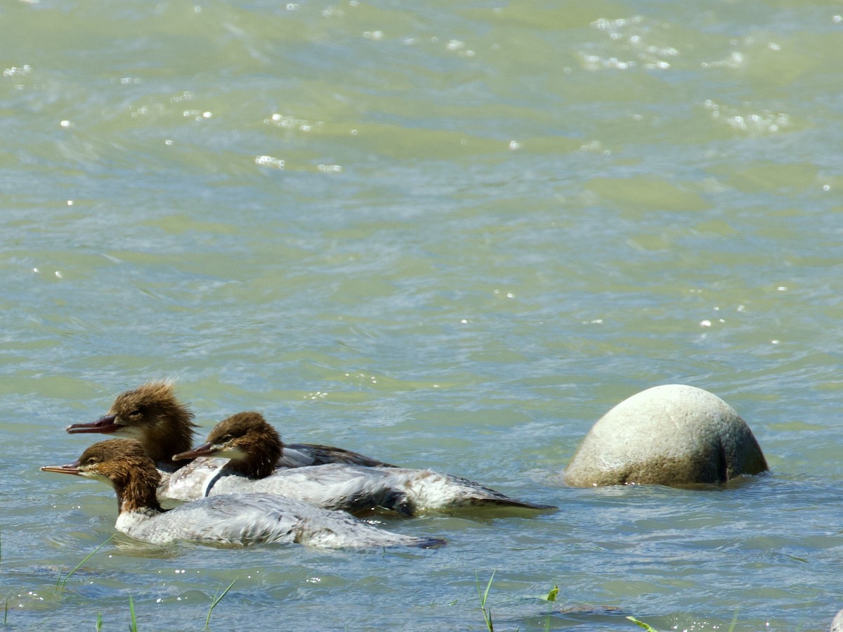 Common Merganser - ML627982137