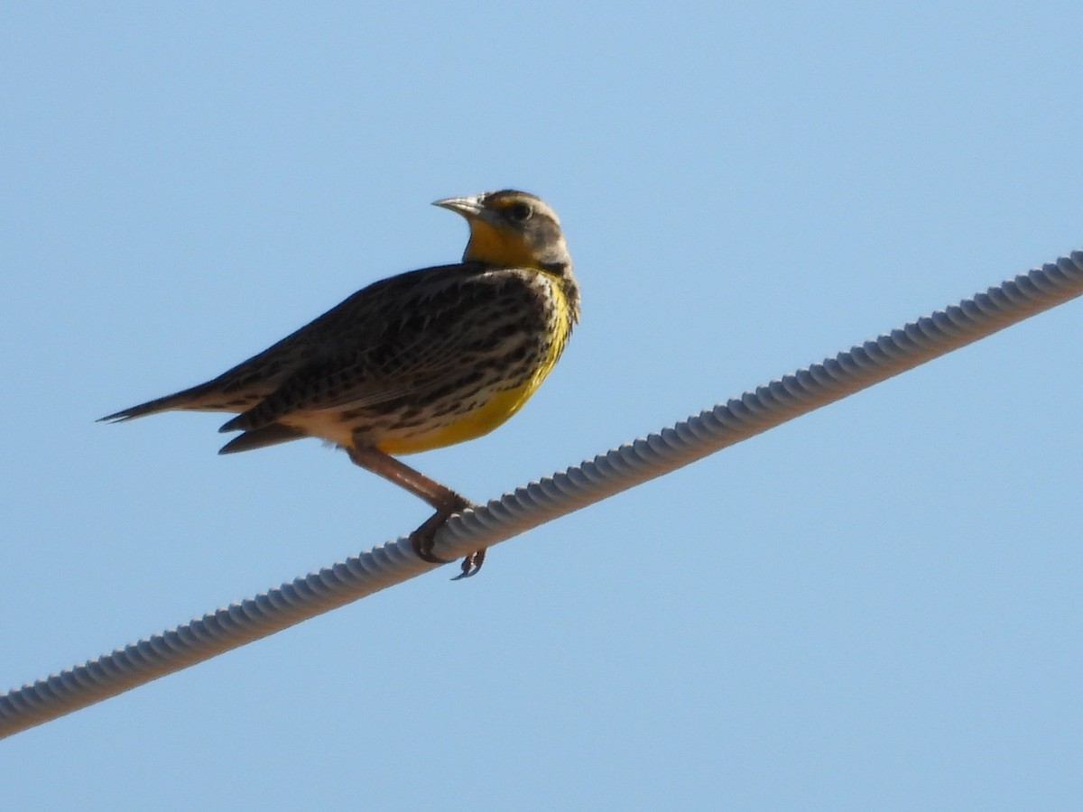 Western Meadowlark - ML627982148