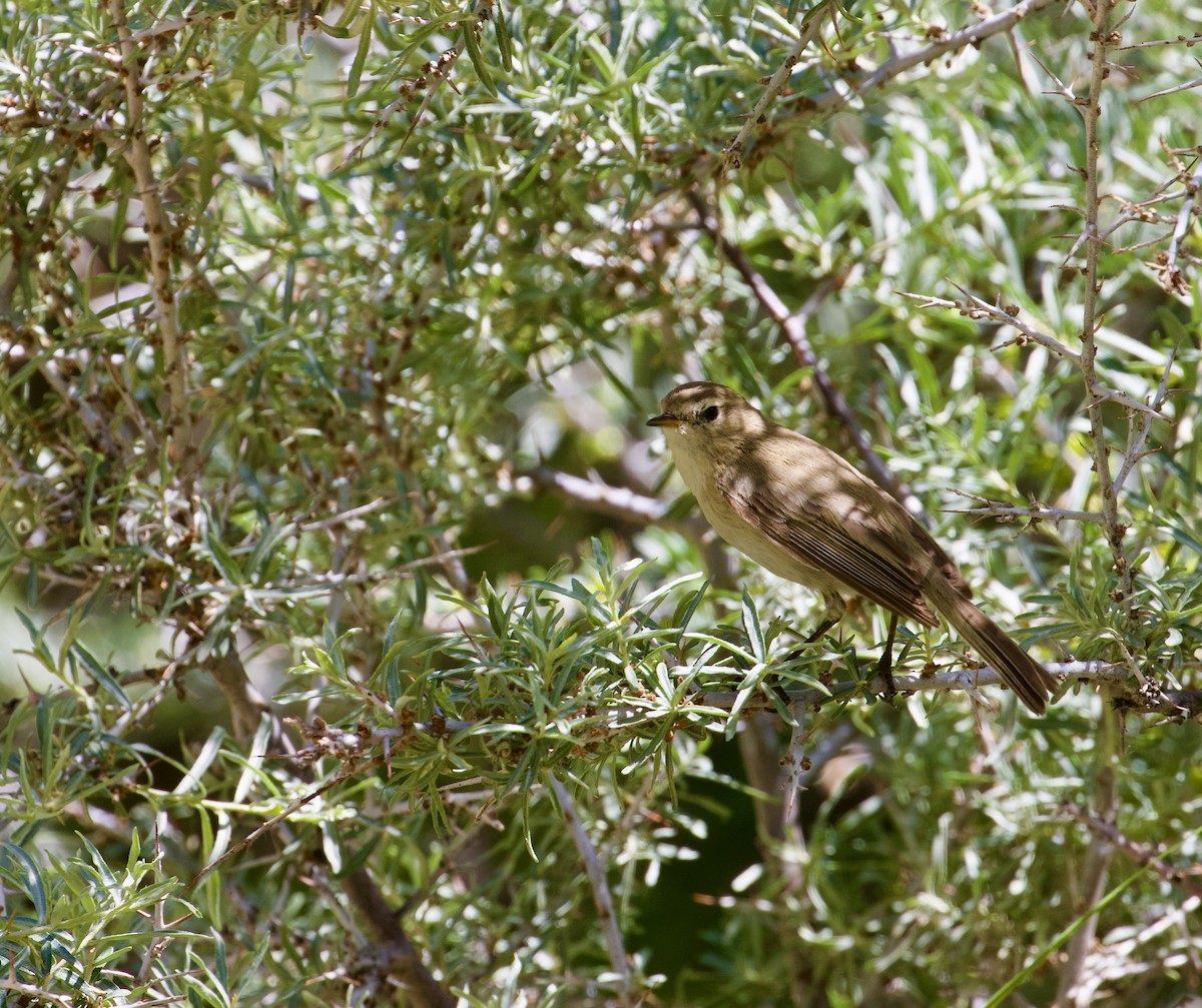 Mountain Chiffchaff - ML627982151