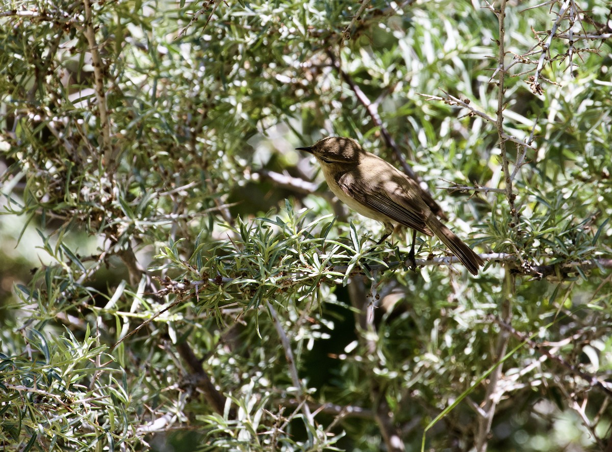 Mountain Chiffchaff - ML627982152