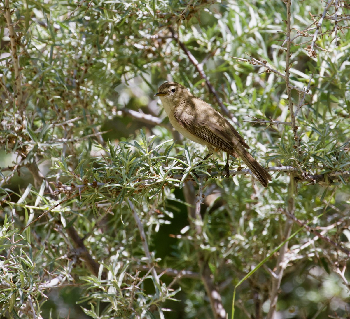 Mountain Chiffchaff - ML627982153