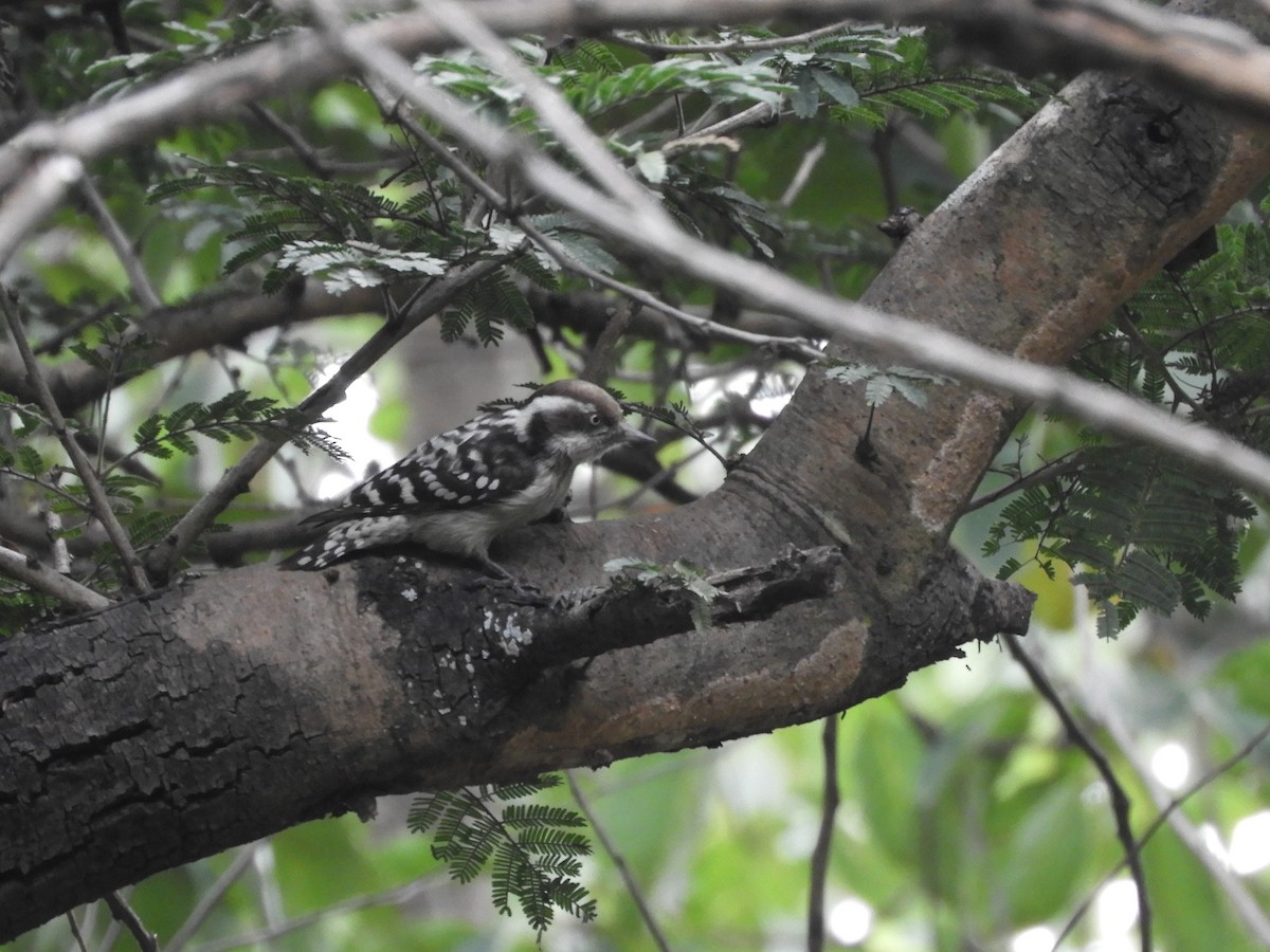 Brown-capped Pygmy Woodpecker - ML627982195