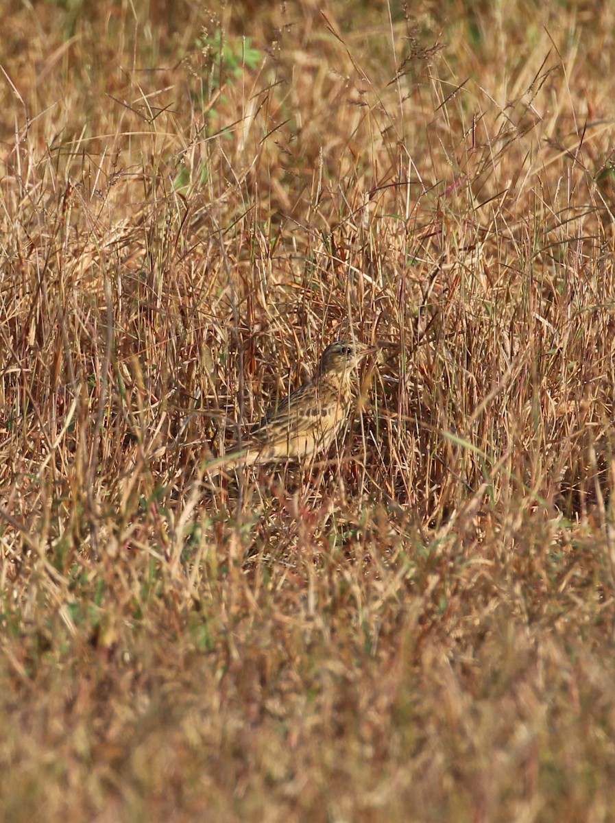 Paddyfield Pipit - ML627982321