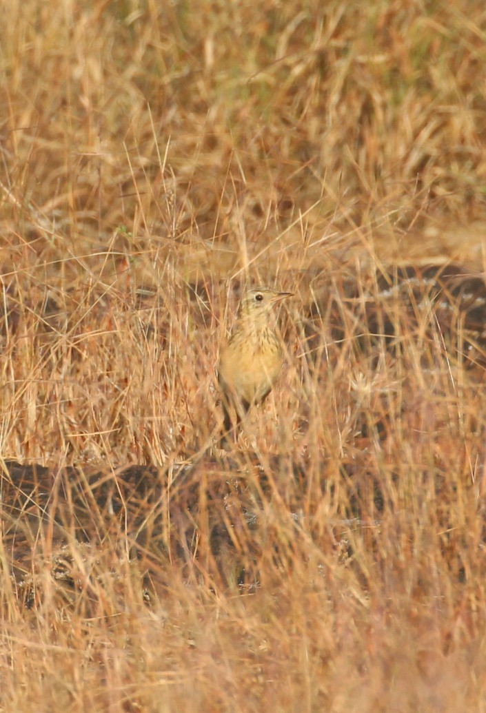 Paddyfield Pipit - ML627982322