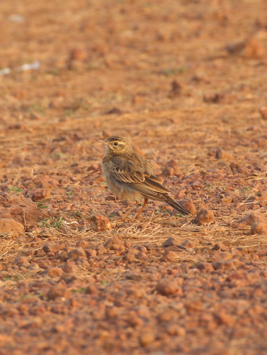 Paddyfield Pipit - ML627982398
