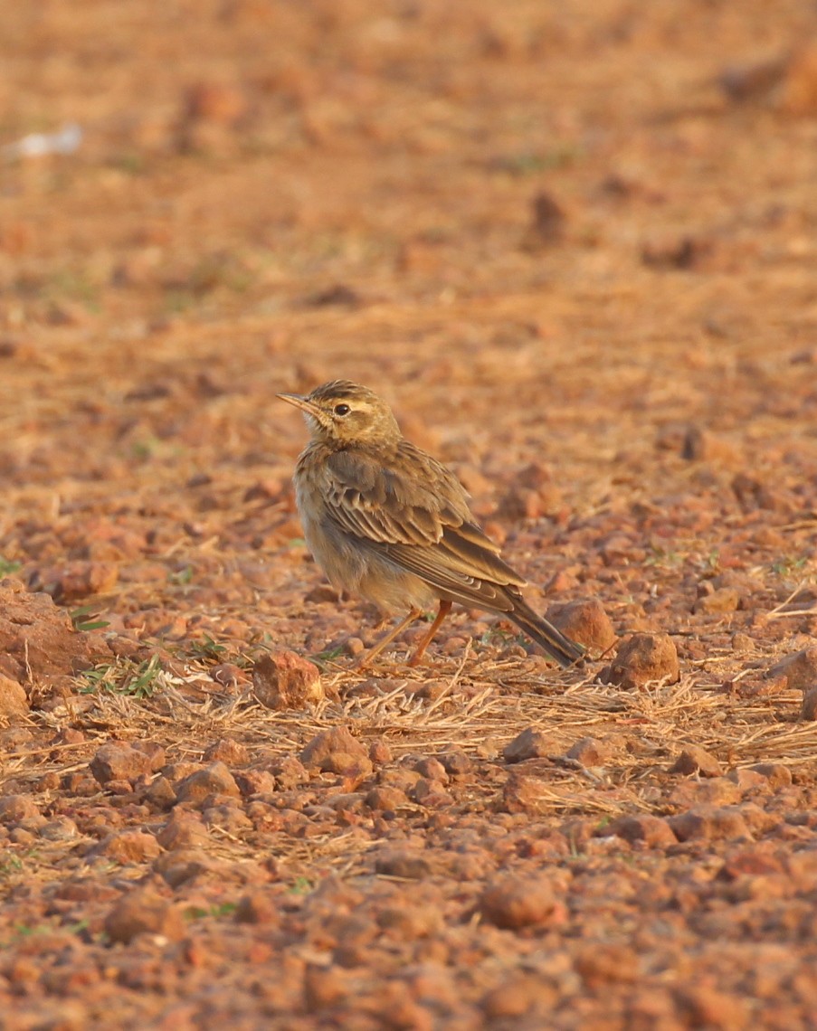 Paddyfield Pipit - ML627982399
