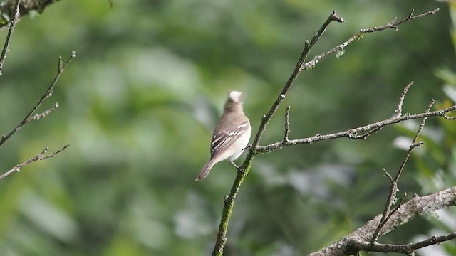 White-crested Elaenia - ML627982404