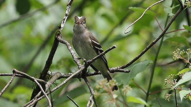 White-crested Elaenia - ML627982405